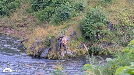 Kodiak Alaska Brown Bears Live Webcam - Aug 7, 2026, 5:48pm AKDT