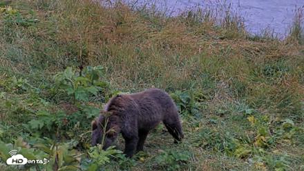Kodiak Alaska Brown Bears Live Webcam - Aug 16, 2026, 9:07pm AKDT