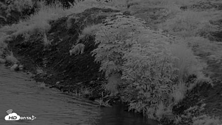 Kodiak Alaska Brown Bears Live Webcam - Aug 11, 2026, 6:11am AKDT