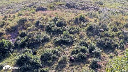 Kodiak Alaska Brown Bears Live Webcam - Aug 23, 2026, 2:52pm AKDT