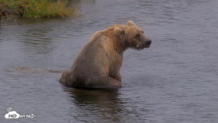 Kodiak Alaska Brown Bears Live Webcam - Aug 13, 2026, 4:48pm AKDT