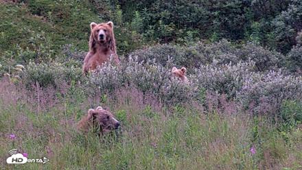 Kodiak Alaska Brown Bears Live Webcam - Aug 11, 2026, 7:47am AKDT