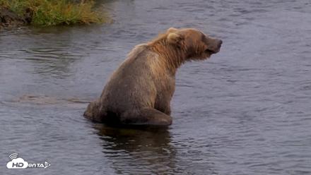 Kodiak Alaska Brown Bears Live Webcam - Aug 13, 2026, 4:48pm AKDT
