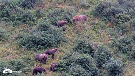 Kodiak Alaska Brown Bears Live Webcam - Aug 20, 2026, 1:36pm AKDT