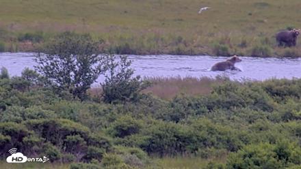 Kodiak Alaska Brown Bears Live Webcam - Aug 5, 2026, 1:18pm AKDT