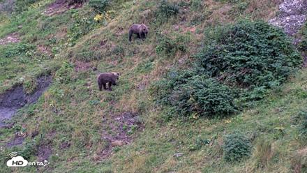 Kodiak Alaska Brown Bears Live Webcam - Aug 19, 2026, 5:56pm AKDT