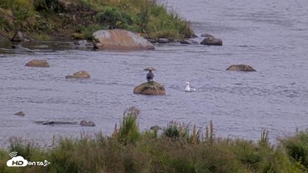 Kodiak Alaska Brown Bears Live Webcam - Aug 15, 2026, 6:13pm AKDT