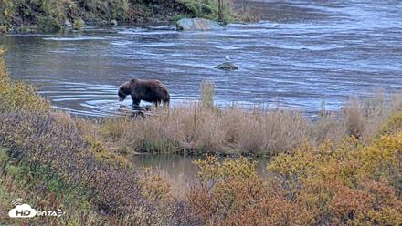Kodiak Alaska Brown Bears Live Webcam - Oct 6, 2026, 11:28am AKDT