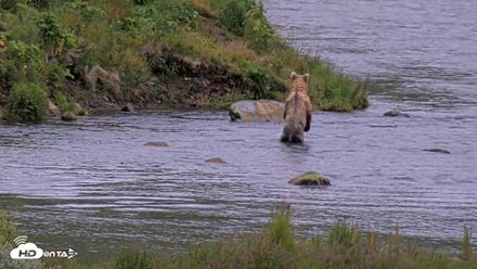 Kodiak Alaska Brown Bears Live Webcam - Aug 5, 2026, 6:48am AKDT