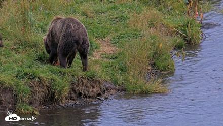 Kodiak Alaska Brown Bears Live Webcam - Aug 20, 2026, 8:17pm AKDT