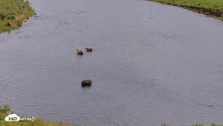 Kodiak Alaska Brown Bears Live Webcam - Aug 7, 2026, 5:21pm AKDT