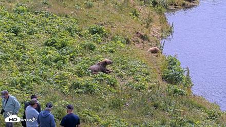 Kodiak Alaska Brown Bears Live Webcam - Aug 2, 2026, 1:24pm AKDT