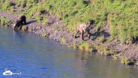Kodiak Alaska Brown Bears Live Webcam - Aug 21, 2026, 9:05am AKDT