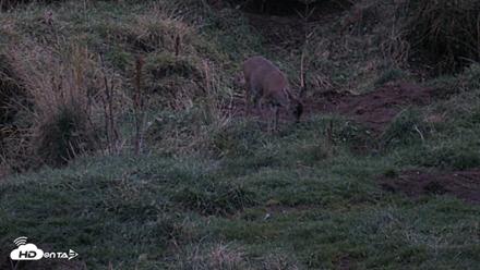 Kodiak Alaska Brown Bears Live Webcam - Oct 6, 2026, 7:56pm AKDT