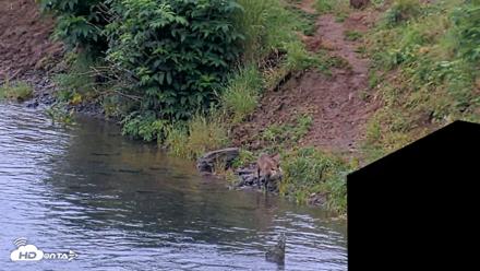 Kodiak Alaska Brown Bears Live Webcam - Aug 7, 2026, 8:04am AKDT