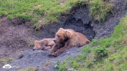 Kodiak Alaska Brown Bears Live Webcam - Aug 22, 2026, 3:20pm AKDT