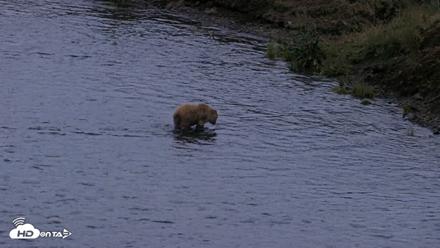Kodiak Alaska Brown Bears Live Webcam - Aug 2, 2026, 10:38pm AKDT