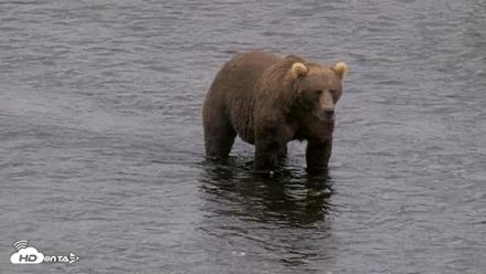 Kodiak Alaska Brown Bears Live Webcam - Aug 13, 2026, 1:47pm AKDT
