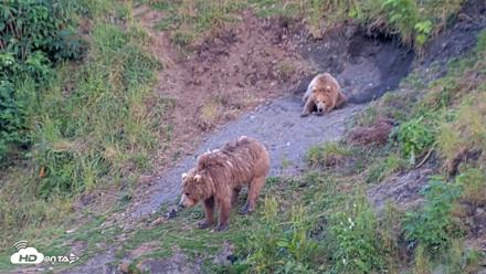 Kodiak Alaska Brown Bears Live Webcam - Aug 1, 2026, 9:53pm AKDT