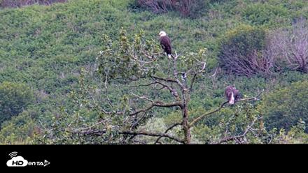 Kodiak Alaska Brown Bears Live Webcam - Aug 13, 2026, 11:05am AKDT