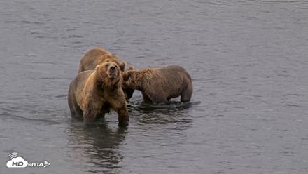 Kodiak Alaska Brown Bears Live Webcam - Aug 14, 2026, 10:17am AKDT