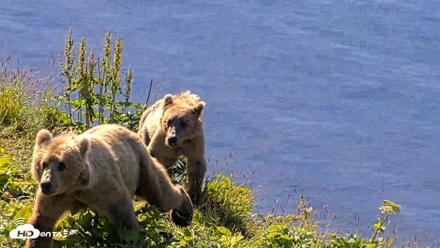 Kodiak Alaska Brown Bears Live Webcam - Jul 30, 2026, 10:43am AKDT