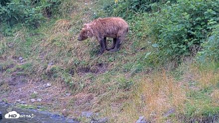 Kodiak Alaska Brown Bears Live Webcam - Aug 13, 2026, 1:58pm AKDT