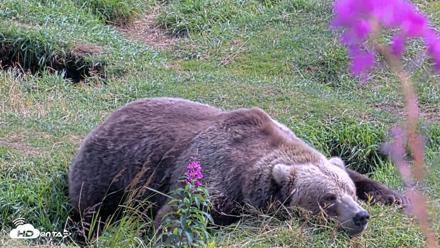 Kodiak Alaska Brown Bears Live Webcam - Aug 22, 2026, 2:30pm AKDT