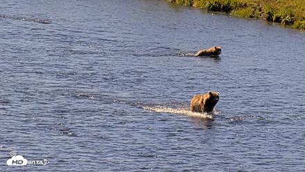 Kodiak Alaska Brown Bears Live Webcam - Jul 30, 2026, 11:11am AKDT