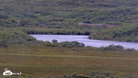 Kodiak Alaska Brown Bears Live Webcam - Aug 12, 2026, 8:29pm AKDT