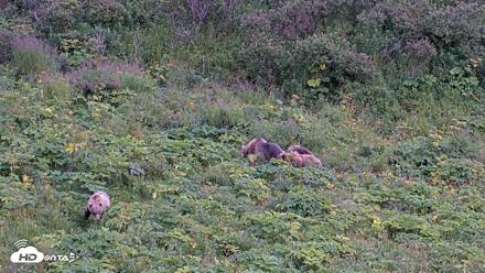 Kodiak Alaska Brown Bears Live Webcam - Aug 14, 2026, 8:51pm AKDT