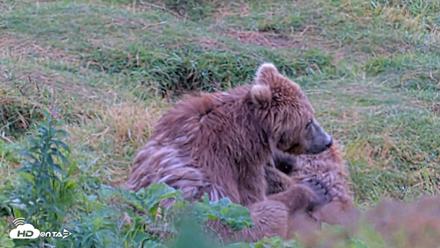 Kodiak Alaska Brown Bears Live Webcam - Aug 13, 2026, 11:25am AKDT