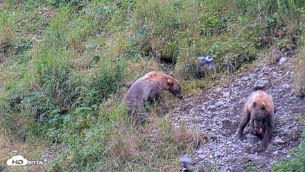 Kodiak Alaska Brown Bears Live Webcam - Aug 6, 2026, 10:06am AKDT