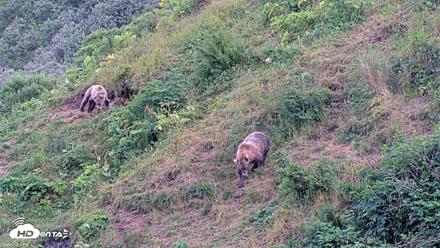 Kodiak Alaska Brown Bears Live Webcam - Aug 11, 2026, 9:09pm AKDT