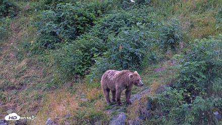 Kodiak Alaska Brown Bears Live Webcam - Aug 12, 2026, 8:41pm AKDT