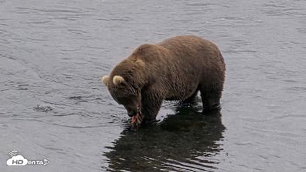 Kodiak Alaska Brown Bears Live Webcam - Aug 18, 2026, 4:58pm AKDT