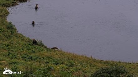 Kodiak Alaska Brown Bears Live Webcam - Aug 17, 2026, 8:45pm AKDT