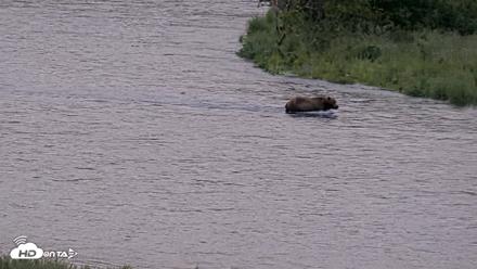 Kodiak Alaska Brown Bears Live Webcam - Jul 25, 2026, 7:04am AKDT