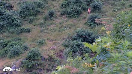 Kodiak Alaska Brown Bears Live Webcam - Aug 9, 2026, 9:05pm AKDT