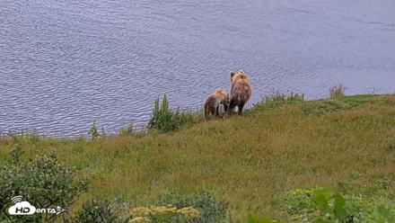 Kodiak Alaska Brown Bears Live Webcam - Aug 3, 2026, 3:09pm AKDT