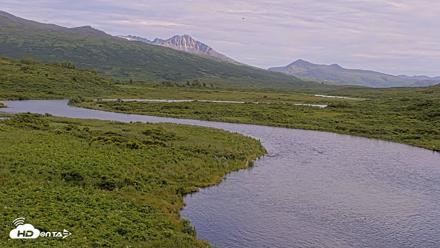 Kodiak Alaska Brown Bears Live Webcam - Jul 25, 2026, 5:38pm AKDT