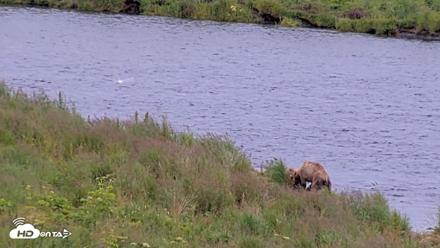 Kodiak Alaska Brown Bears Live Webcam - Aug 10, 2026, 6:39pm AKDT