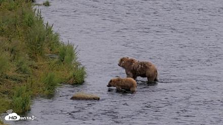 Kodiak Alaska Brown Bears Live Webcam - Aug 7, 2026, 3:55pm AKDT
