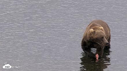 Kodiak Alaska Brown Bears Live Webcam - Aug 10, 2026, 6:02pm AKDT
