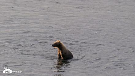 Kodiak Alaska Brown Bears Live Webcam - Aug 18, 2026, 9:25am AKDT