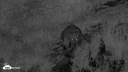 Kodiak Alaska Brown Bears Live Webcam - Aug 5, 2026, 11:41pm AKDT