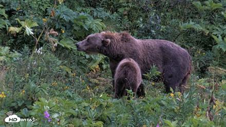 Kodiak Alaska Brown Bears Live Webcam - Aug 17, 2026, 7:25am AKDT