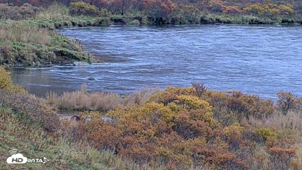 Kodiak Alaska Brown Bears Live Webcam - Oct 6, 2026, 11:24am AKDT