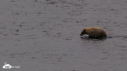 Kodiak Alaska Brown Bears Live Webcam - Aug 6, 2026, 7:28am AKDT
