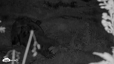 Kodiak Alaska Brown Bears Live Webcam - Aug 17, 2026, 10:21pm AKDT